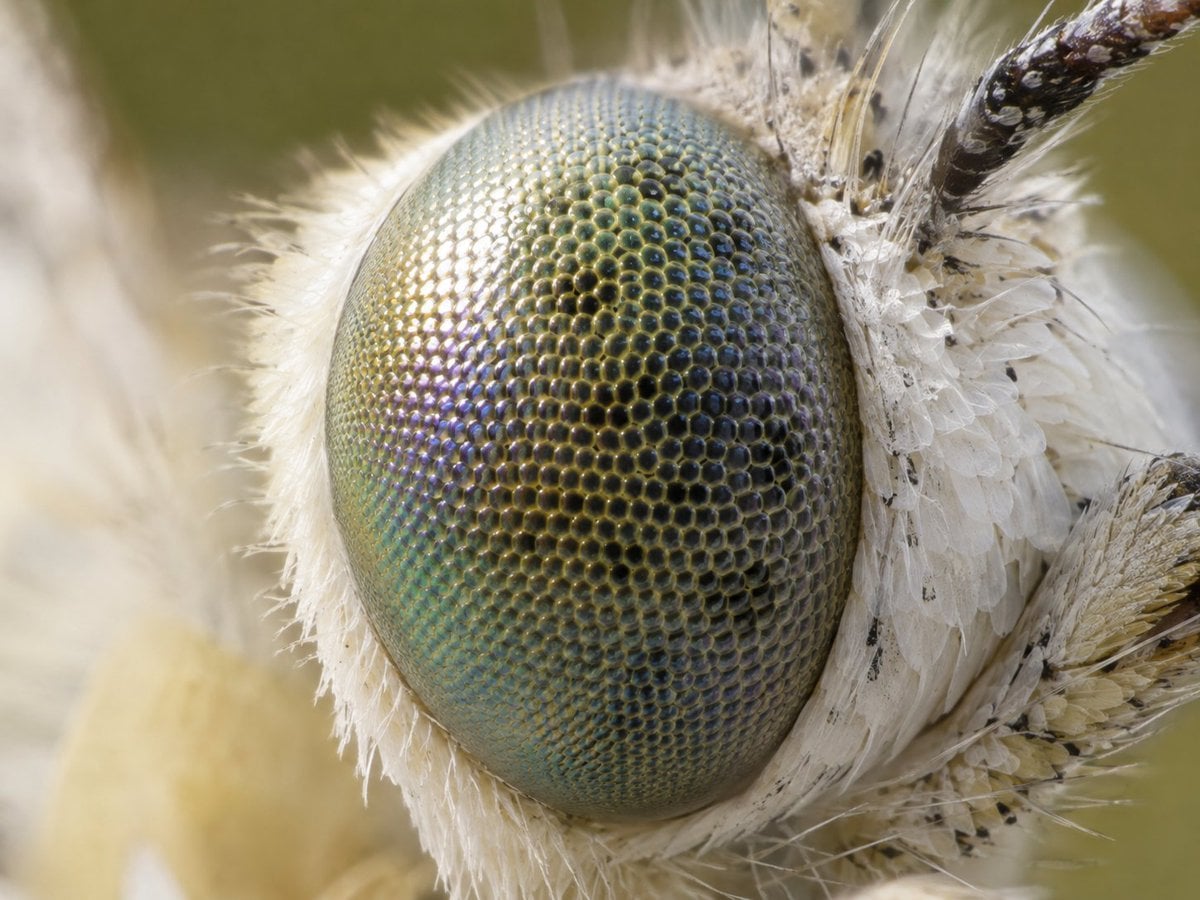 Macro Photo of Butterfly Eye, Cat Whisker