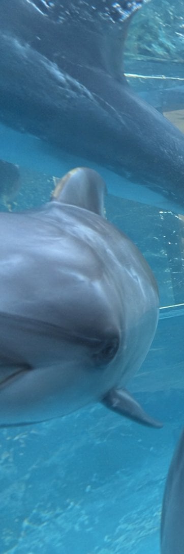 Dolphin's View of Women in Glass Aquarium