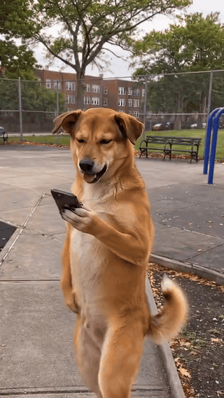 02-online-pet-example.gif