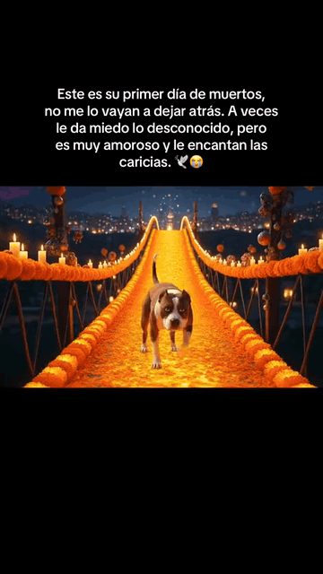 03-pet-bridge.gif