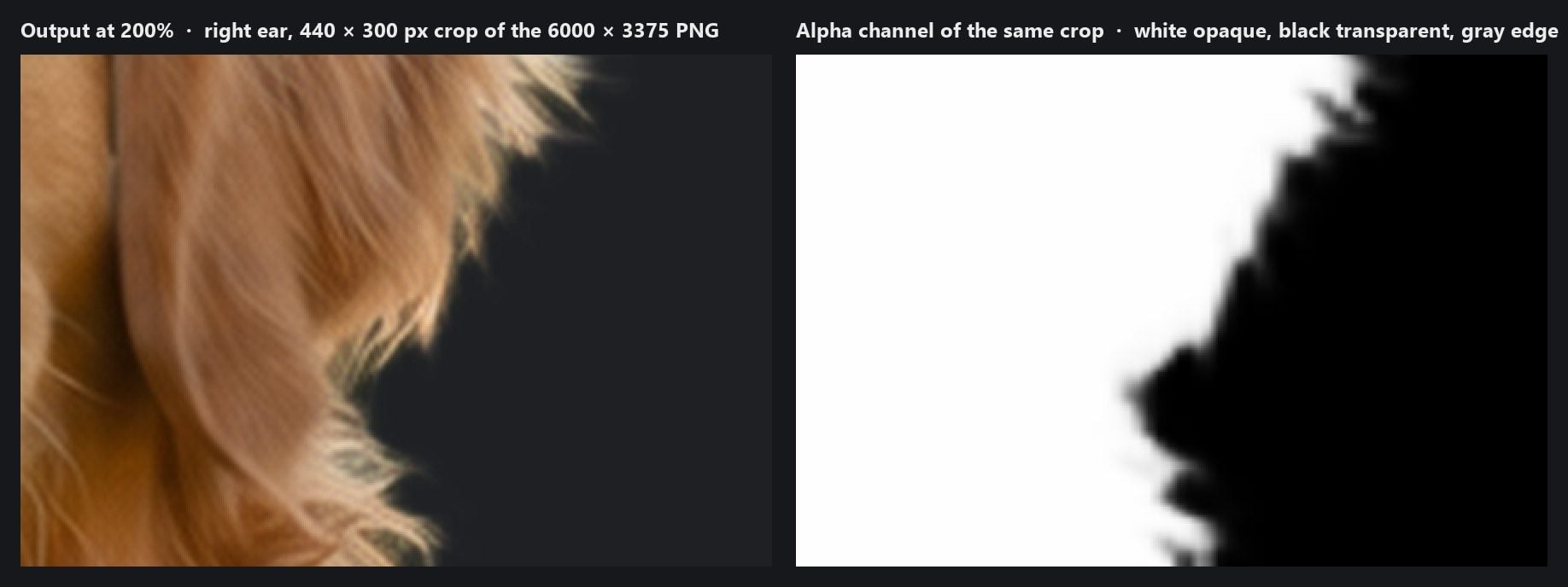 A 200 percent zoom of the golden retriever's right ear from the 6000 by 3375 transparent PNG: the output over a dark background on the left, and the same crop's alpha channel on the right as a grayscale mask, white where the dog is opaque, black where the background is gone, with a thin gray band one to three pixels wide along the outline.
