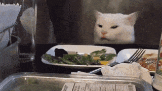 White cat looking confused and disgusted at a plate of salad