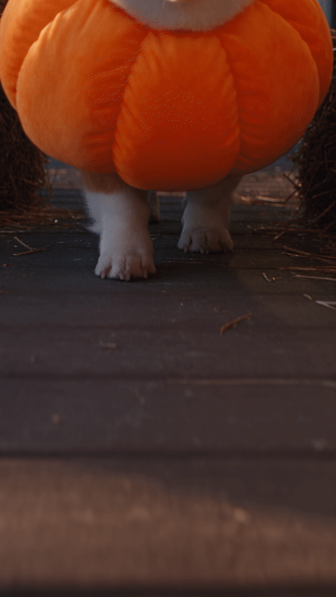 Pet ramalama costume walk AI clip made with Seedance 2.5, showing a corgi's paws trotting toward the camera, a tilt up to the corgi in a pumpkin costume with a green stem hat, and the dog stopping on a porch lined with jack-o'-lanterns