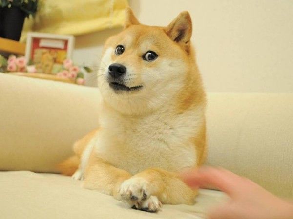 Nieedytowane zdjęcie mema „Doge" przedstawiające Shiba Inu na sofie, użyte jako docelowy obraz dla obu testów.